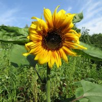 Лето! Время подсолнушков... :: Galaelina ***