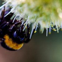 Шмель :: Светлана SvetNika17