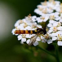 Не то оса, не то стрекоза... :: Александр Кондаков Не то оса, не то стрекоза... :: Александр Кондаков