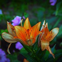 Фотоэтюд с цветком :: Владимир Кроливец