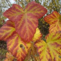 Чёрная смородина :: Anna Ivanova