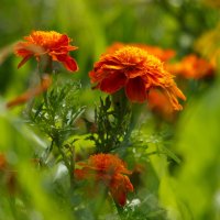 Июльские мгновения :: Serega  