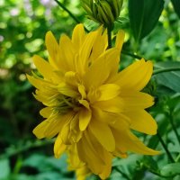 Золотые шары зацветают :: Валентина Богатко Золотые шары зацветают :: Валентина Богатко