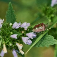 Ягодный Щитник :: Александр Леонов