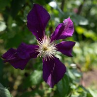 Фиолетовый клематис :: Александр Синдерёв