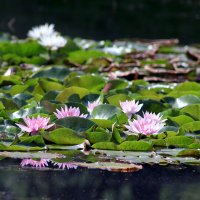 Кувшинки (розовые) :: Dar(k) Life