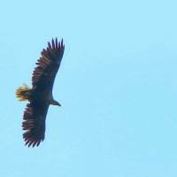 орлан белохвост :: gawrilа - dan