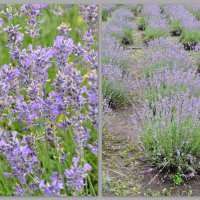 Цветение лаванды :: Татьяна Машошина