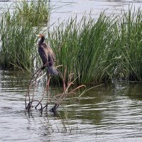 Баклан :: Алексей . Баклан :: Алексей .