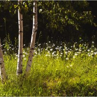 На солнечной поляночке :: Валентин Котляров