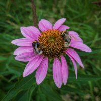 Эхинацея пурпурная. :: Борис Калитенко Эхинацея пурпурная. :: Борис Калитенко