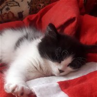 Сладкий сон! :: Нина Андронова