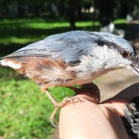 Поползень :: Сапсан 