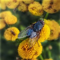 Большой Мух :: AZ east3 Большой Мух :: AZ east3