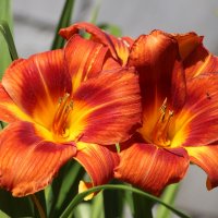 Рыжий июль :: Наталья Герасимова