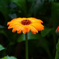 Лето и цветы. :: Милешкин Владимир Алексеевич 