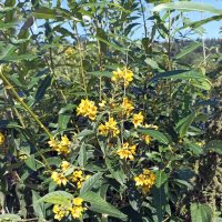 Вербейник :: Veera V Вербейник :: Veera V