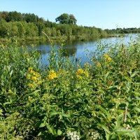 У лесного озера в Лаагна :: Veera V