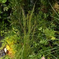 украшения фестиваля :: Галина R...