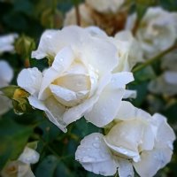 *** :: Светлана Кузнецова