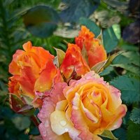 *** :: Светлана Кузнецова