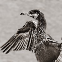 Баклан :: SanSan 