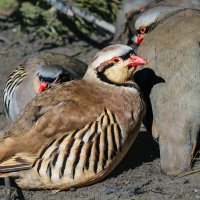 Кеклик :: SanSan 