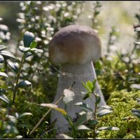 От тихой охоты :: Aleksandr Gal