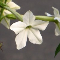 Какая у цветов душа? Она чиста, она нежна… :: Татьяна Смоляниченко Какая у цветов душа? Она чиста, она нежна… :: Татьяна Смоляниченко