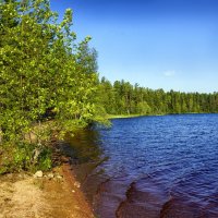 лесное озеро :: Ольга Cоломатина