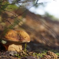 боровик :: Ольга Cоломатина