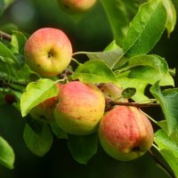 Яблочная пора :: Юрий. Шмаков