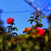 На фоне неба :: Юрий Гайворонскiий