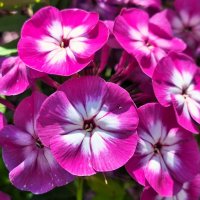 Флокс :: Наталья 