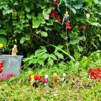 Рабы на плантации Красной смородины :: Шу Юншен