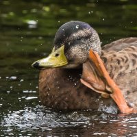 "Я тебя внимательно слушаю..." :: Владимир Безбородов