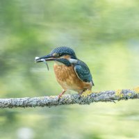 зимородок. :: юрий макаров