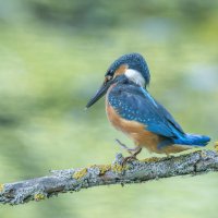 зимородок. :: юрий макаров