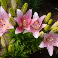 Розовые лилии :: Александр Синдерёв