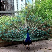 Дождались. Открыл павлин свой роскошный хвост. :: Татьяна Помогалова