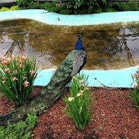 В гостях у павлинов. :: Татьяна Помогалова В гостях у павлинов. :: Татьяна Помогалова