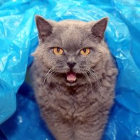 - В городе дощ, наденьте плащ! :: Михаил Бибичков