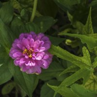 Циния :: Валентин Семчишин Циния :: Валентин Семчишин