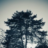 Сосны в закатном свете.... :: Руслан 