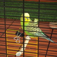 Попугай :: Freddy 97