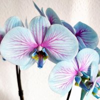 Орхидея :: Елена Галата