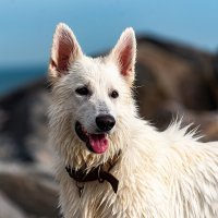 Белая овчарка :: Вадим Федотов 