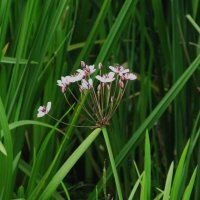 сусак зонтичный :: Елена Шаламова сусак зонтичный :: Елена Шаламова