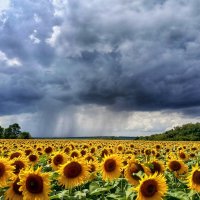 Солнцем пригретые, дождями умытые... :: константин 