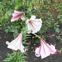 Вид лилии :: Oleg4618 Шутченко